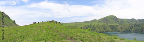 some cows and buffalo on grass hills, cameroon, africa, panorama