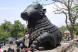 Foto: nandi, india, nandi, india,