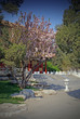 spring cherry blossoms in china