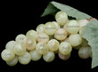 Foto: fruits of the spirit fruits of the spirit