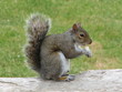 grey squirrel