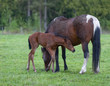 feeding time