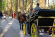 black horse