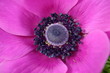fleur mauve 3
