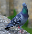 pigeon