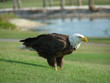 bald eagle by the lake