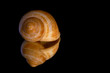 snail shell snail shell