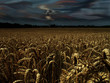 nachts im kornfeld