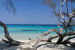 corse