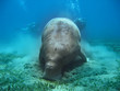 dugong - seekuh