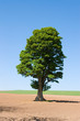 big tree big tree