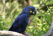 blue parrot