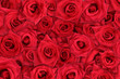 rose background rose background