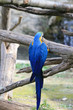 macaw macaw