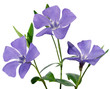 periwinkle flowers
