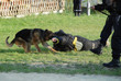 chien policiers