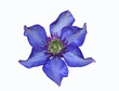blue clematis