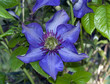 large flowering clematis