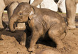 muddy baby