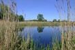 spiegelung in fischteich in linum/brandenburg spiegelung in fischteich in linum/brandenburg