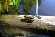 kleiner wasserfrosch kleiner wasserfrosch