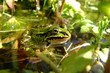 kleiner wasserfrosch kleiner wasserfrosch
