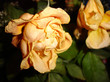 rose fanée rose fanée