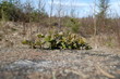 Foto: bilberries bilberries