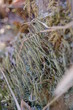 Foto: lichen wall lichen wall