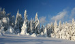 coniferous forest on the mountain
