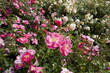 rose, france