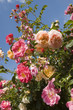 rose, concerto, meilland, france