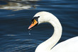 schwan