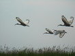 envol d'ibis