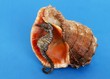 conch and sea horse conch and sea horse