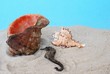 conch and sea horse conch and sea horse