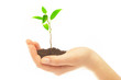 human hands and young plant human hands and young plant