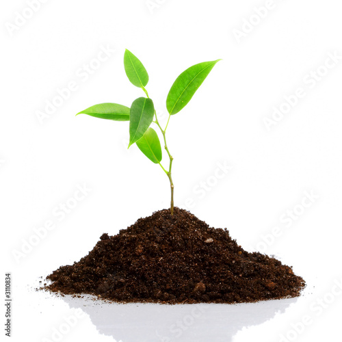 Foto: young plant young plant