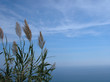 la grande bleu la grande bleu
