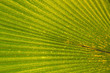 Foto: tropical leaf tropical leaf