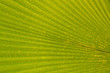 Foto: tropical leaf tropical leaf