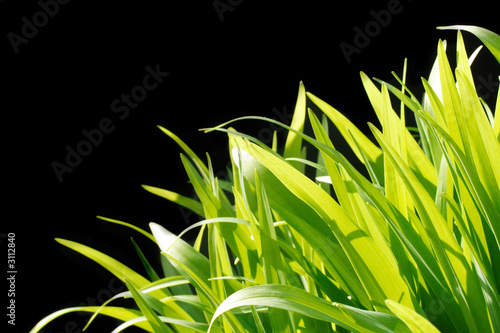 graseck