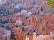 detail of the forest of red and white peaks, bryce national park