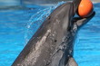 dolphin