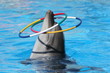 dolphin