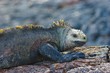 galapagos iguana