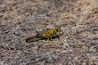 locust
