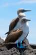 blue booby