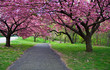 cherry blossom path