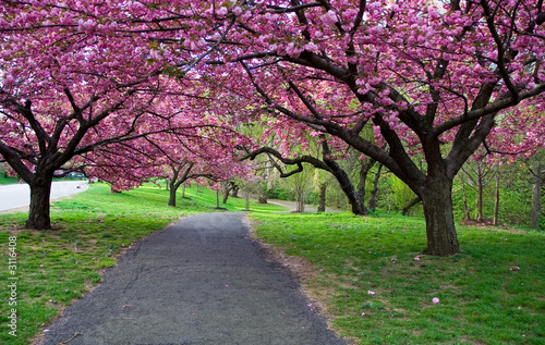 Photo: cherry blossom path cherry blossom path